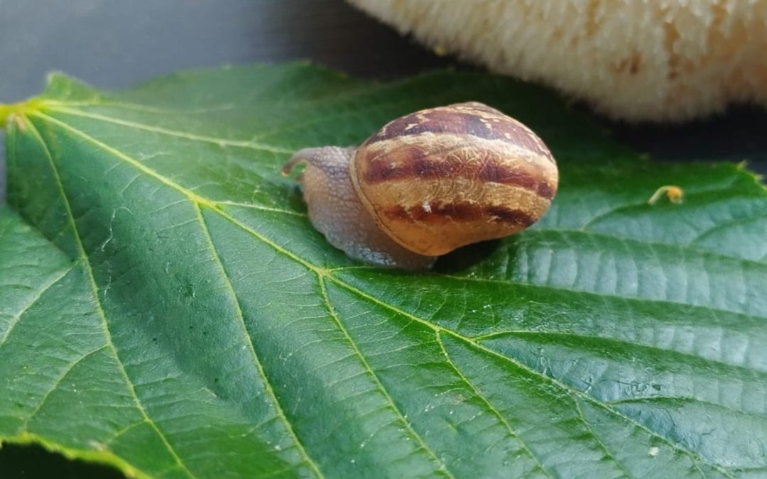 Retour en France. Je trouve un escargot sur la fenêtre de la voiture. Je l'emporte et l'hydrate. 300 km de voyage ensemble pour le rendre à l'herbe au pied du tilleul.